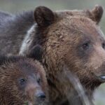 Yellowstone National Park Private Tour - What’s Included and What to Consider