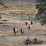 Yellowstone National Park Private Wildlife Tour - Practical Details and Considerations