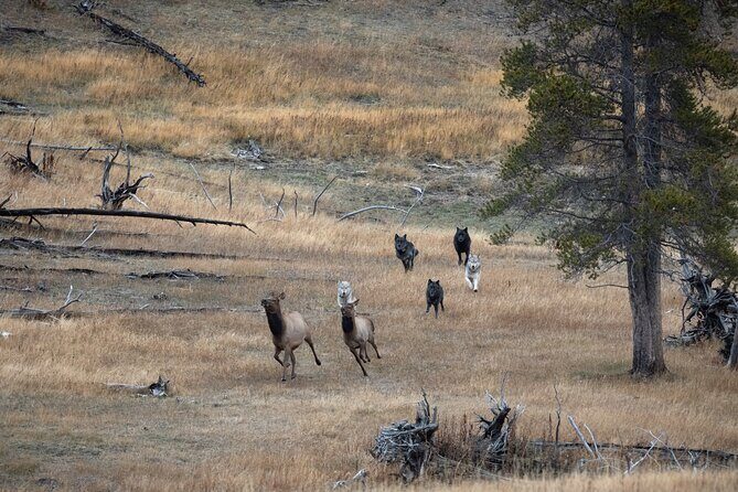 Yellowstone National Park Private Wildlife Tour - Practical Details and Considerations