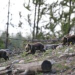 Yellowstone Privately Guided Safari at Sunset - The Experience: What Makes It Special