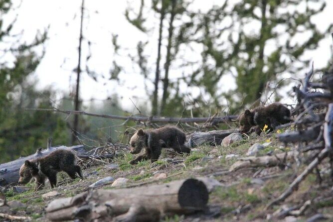 Yellowstone Privately Guided Safari at Sunset - The Experience: What Makes It Special
