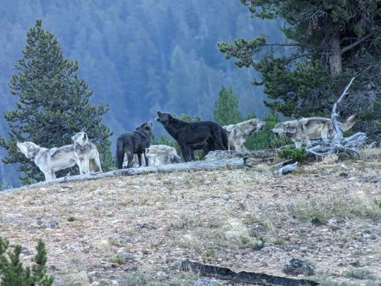Yellowstone: Privately Guided Safari/Scenic Tour with Lunch! - What Makes This Tour Stand Out