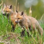 Yellowstone Through the Lens Photography Adventure - An In-Depth Look at the Experience