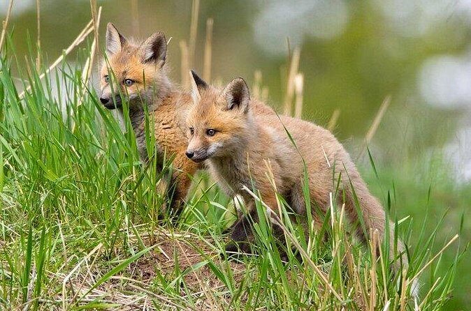Yellowstone Through the Lens Photography Adventure - An In-Depth Look at the Experience