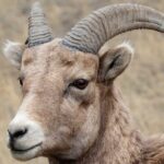 Yellowstone Wildlife Safari in Lamar Valley from West Yellowstone - Who Will Enjoy This Tour?