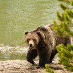 Yellowstone Wildlife Tour - Analyzing the Value