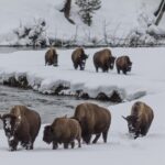 Yellowstone Wolves and Winter 4Day/3Night Adventure from Montana - FAQ