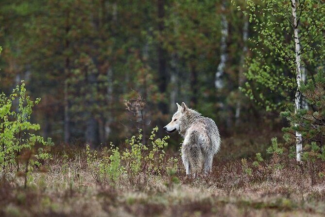 Yellowstone's Lamar Valley & Picnic With Wildlife Guide - The Value Proposition