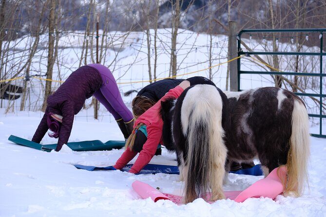 Yoga with Horses - Who Will Love This Experience?