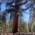 Yosemite: Mariposa Grove Guided Hike with Giant Sequoias - Who Should Consider This Tour?