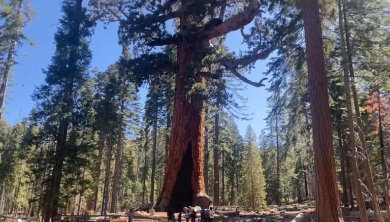 Yosemite: Mariposa Grove Guided Hike with Giant Sequoias - Who Should Consider This Tour?