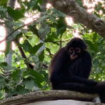 Yucatan: Coba Ruins & Punta Laguna Jungle Adventure - Who Will Love This Tour?