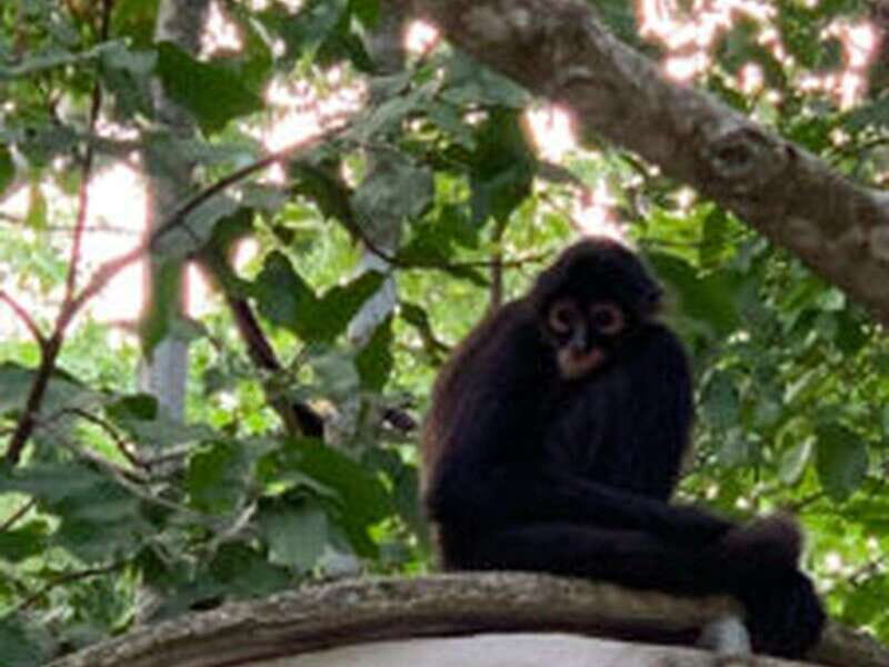 Yucatan: Coba Ruins & Punta Laguna Jungle Adventure - Who Will Love This Tour?