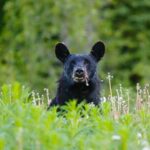 Yukon River Boat Tour Through Miles Canyon - What Travelers Love About the Tour