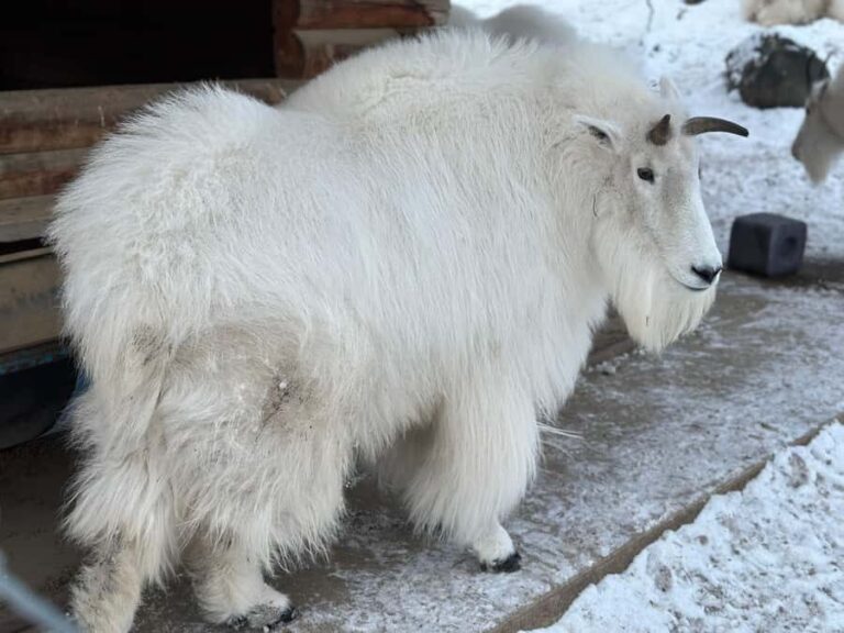 Yukon Wildlife & Nordic Hot Springs Experience - What Travelers Say About This Tour