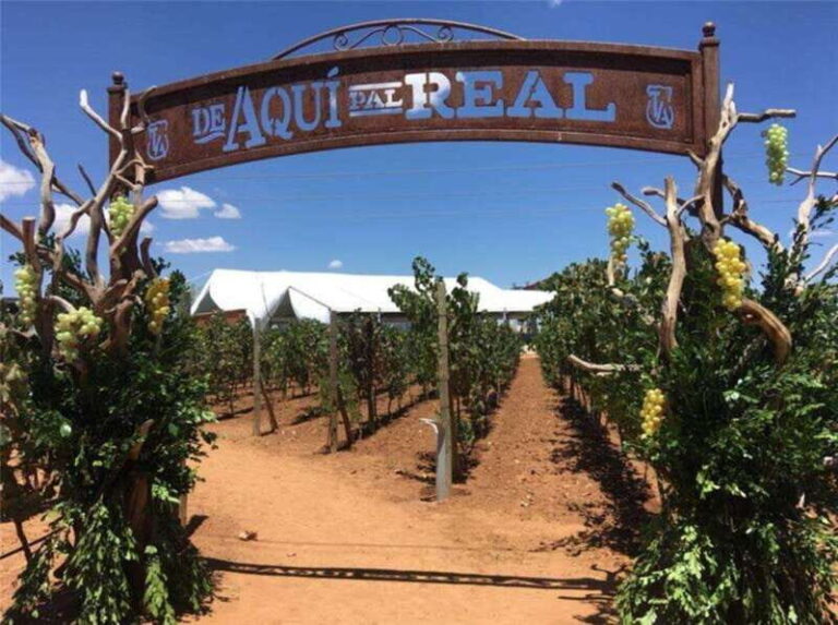 Zacatecas: Campo Real Vinícola Tour - The Sum Up: Is This Tour Worth It?