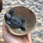 Zihuatanejo, Guerrero: Turtle Release Experience - Final Thoughts