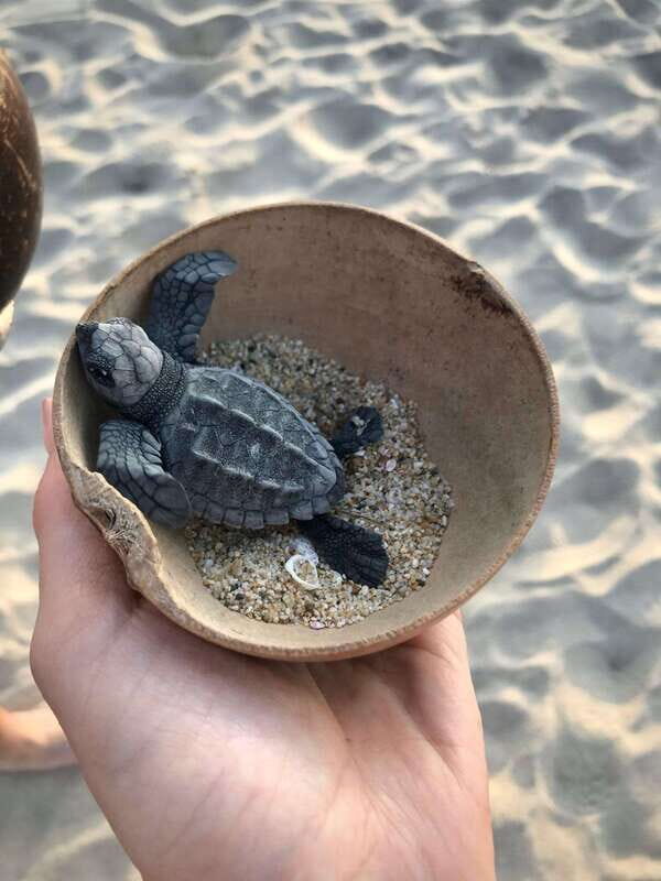 Zihuatanejo, Guerrero: Turtle Release Experience - Final Thoughts