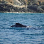 Zihuatanejo: Marine Life Observation Tour - Key Points