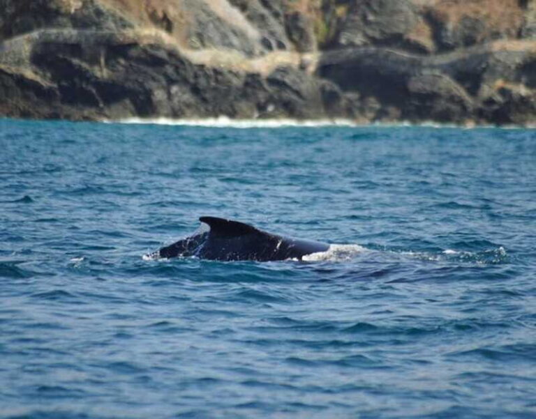 Zihuatanejo: Marine Life Observation Tour - Key Points