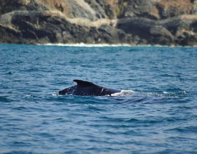 Zihuatanejo: Marine Life Observation Tour - Key Points