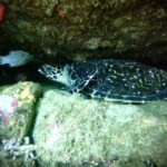 Zihuatanejo: Snorkeling in Manzanillo and Las Gatas - The Underwater Sculpture: The Monument of the King of Kings