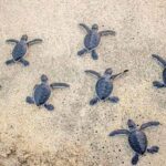 Zihuatanejo: Turtle Release Experience at Playa Blanca - The Real Value of This Experience