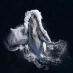 Zihuatanejo: Whale Encounter Experience - What to Expect on the Tour