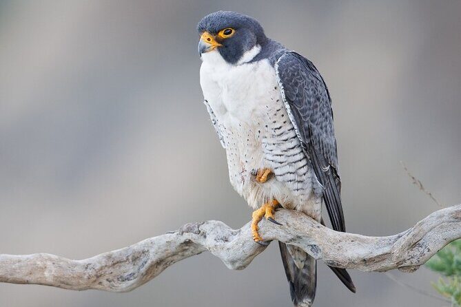 Zion National Park Limited Edition Bird Watching Tour - Detailed Review of the Zion Bird Watching Tour
