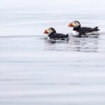 Zodiac Coastal Tour with Naturalist Guide: Lunenburg - Itinerary Breakdown – What to Expect