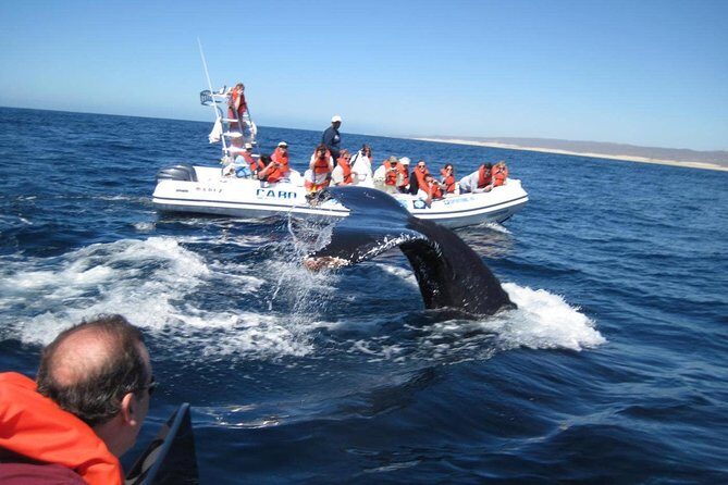 Zodiac Whale-Watching Adventure in Los Cabos - The Itinerary: What to Expect