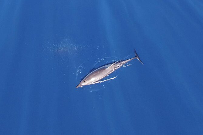 Zodiac Whale Watching Adventure - Incl FREE photos - Photos and Audio: A Unique Keepsake