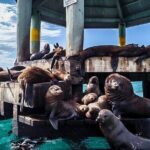 1.5hour Scenic and Wildlife luxury cruise - Who Will Love This Tour