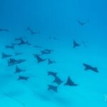 1 Afternoon Dive for Certified Divers in Bora Bora - The Diving Experience: What You’ll See and Feel