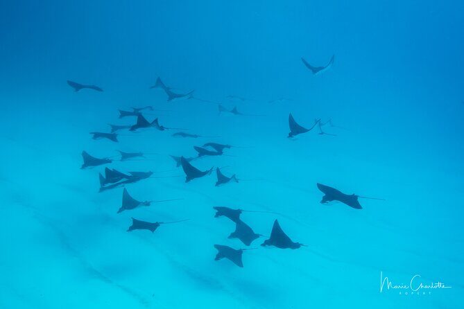 1 Afternoon Dive for Certified Divers in Bora Bora - The Diving Experience: What You’ll See and Feel