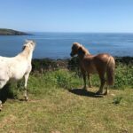 1 Day Exclusively Private Tour Of Phillip Island & The Penguin Parade - A Full-Day Wildlife Escape from Melbourne