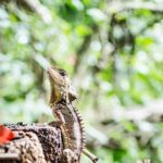 1-Hour Daintree River wildlife cruise - What to Expect from the Experience