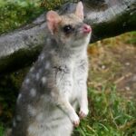 1-Hour Tasmanian Devil Feeding Day Tour at Cradle Mountain - What Travelers Are Saying