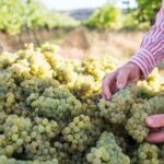 1 Hour Wine tasting at Ross Hill Wines in Orange NSW - The Bottom Line: Who Will Love This Experience?