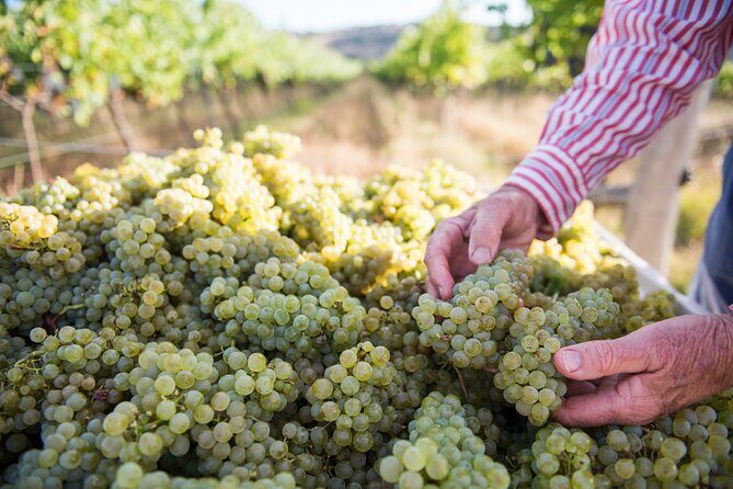 1 Hour Wine tasting at Ross Hill Wines in Orange NSW - The Bottom Line: Who Will Love This Experience?