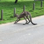 #1 Private Blue Mountains Tour by authentic story telling locals - Who Would Enjoy This Tour?