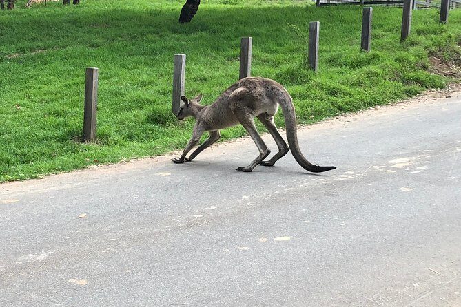 #1 Private Blue Mountains Tour by authentic story telling locals - Who Would Enjoy This Tour?