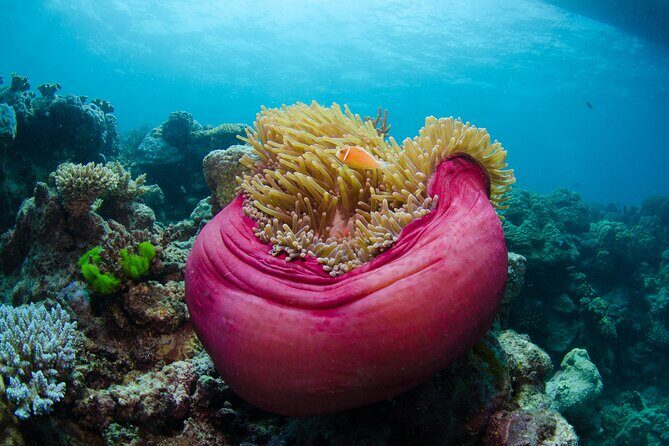 2-Day Snorkelling Experience - Great Barrier Reef Twin Share - How the Reviews Reflect the Experience