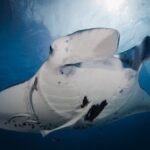 2 Dives in the morning for certified divers in Bora Bora - The Value of the Tour