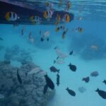 2 hours discovery tour of Moorea by Jet Ski - Why This Tour Offers Great Value