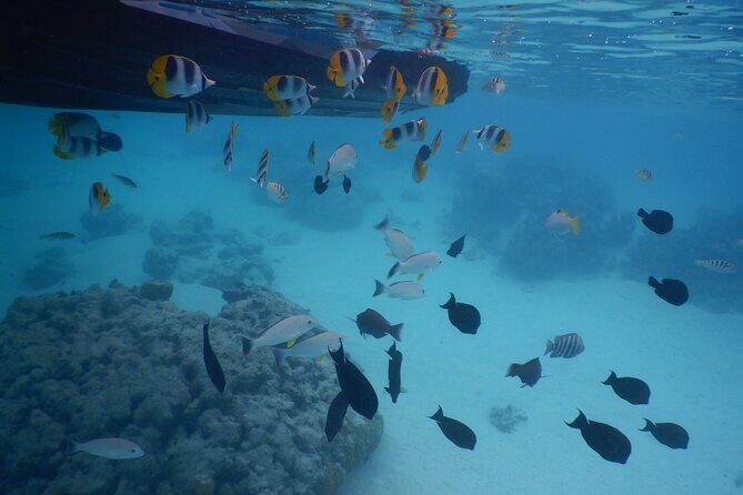 2 hours discovery tour of Moorea by Jet Ski - Why This Tour Offers Great Value