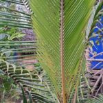 2 Nights Stay in Tanna including Accommodation, meals & transfers - What’s Included and What’s Not