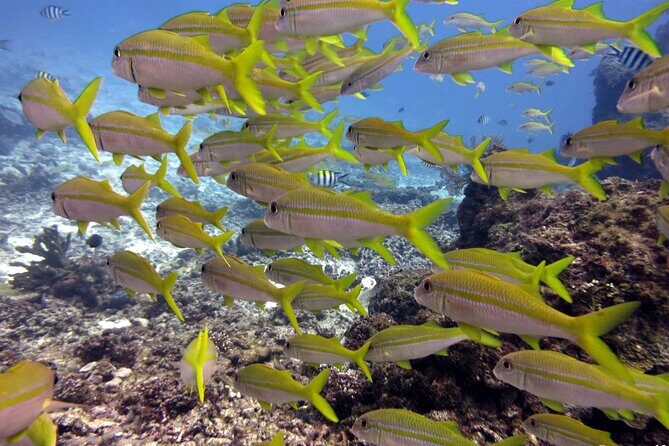 2 Tank (1 Day) Guided Diving for Certified Divers - Denarau Marina - Who Is This Tour Best For?