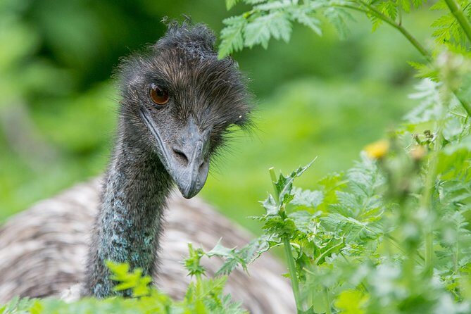 3-Day Adelaide to Melbourne Small-Group Grampian Great Ocean Road - Who Should Consider This Tour?