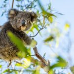 3-Day Kangaroo Island Adventure Tour - Pricing and Value Analysis